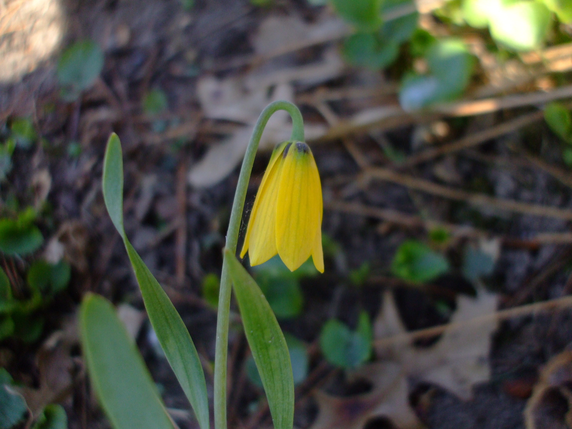 Fritillaria pudica